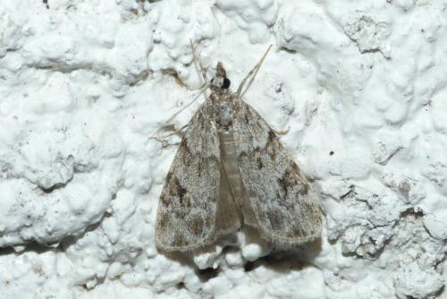 Réf. 232 960 : Eudonia sp.